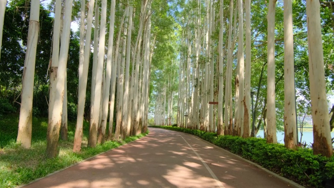 夏天阳光公园林荫大道校园小路跑道