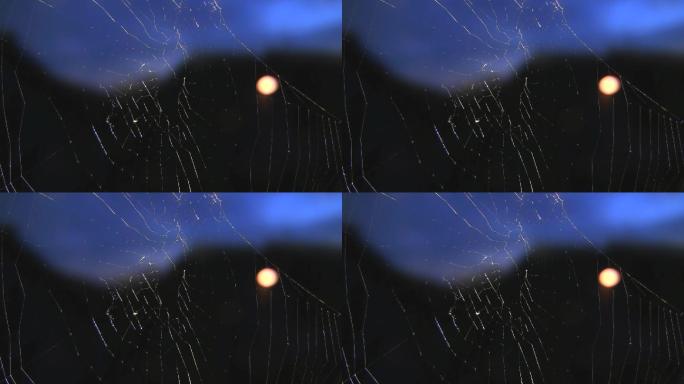夜空下的蜘蛛网