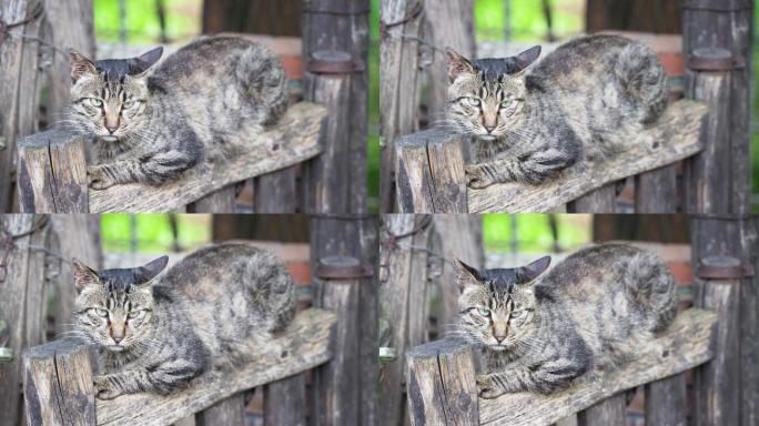 猫趴在老旧木门上休息