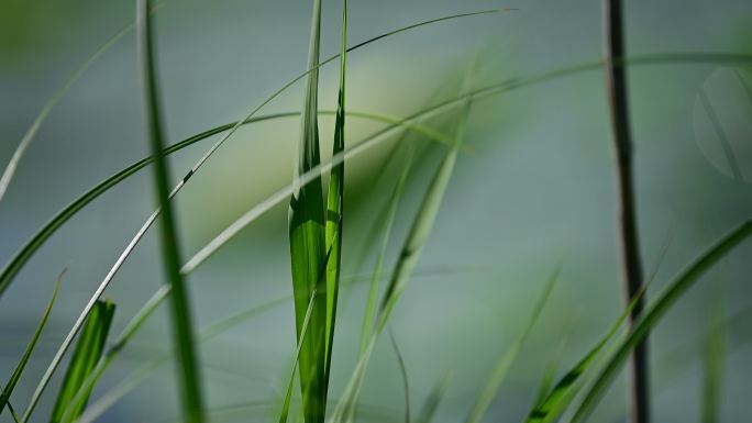 实拍野草