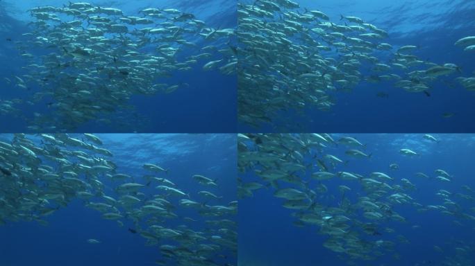 大海中有一大群杰克蓝、蓝鳍鲭鱼、金枪鱼