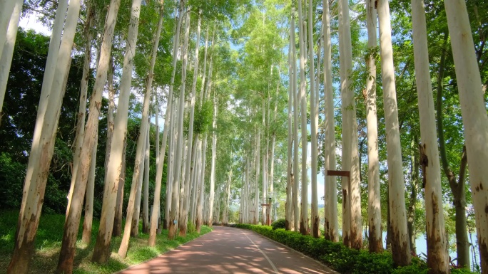 夏天阳光公园林荫大道校园小路跑道