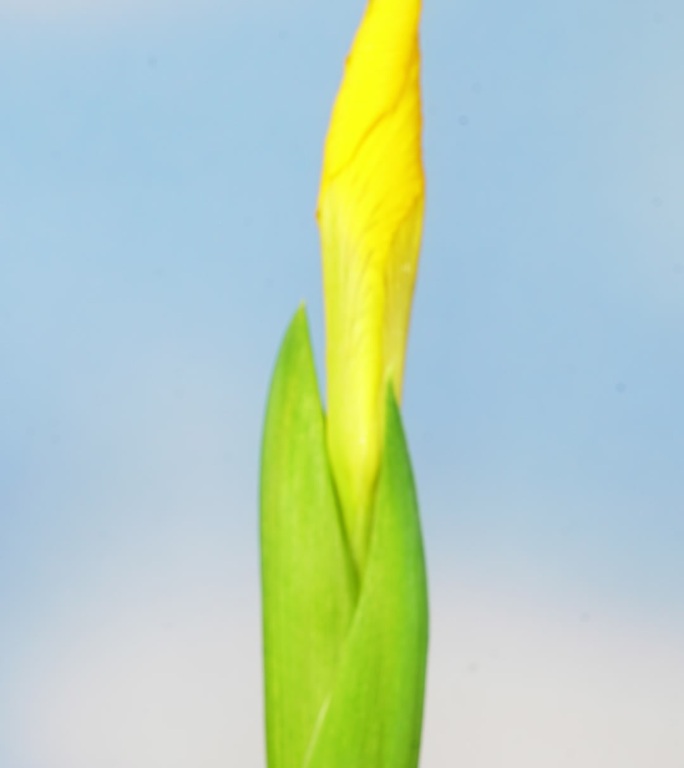 黄色鸢尾花开花延时素材竖画幅