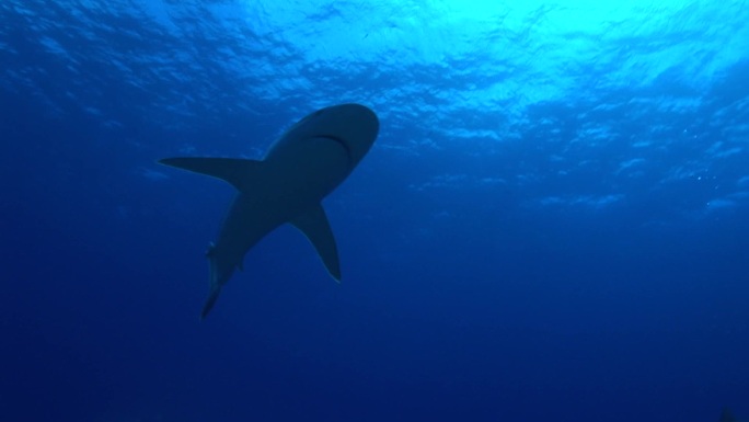 银鳍鲨，银鳍鲨，在海里游泳。来自太阳的光。