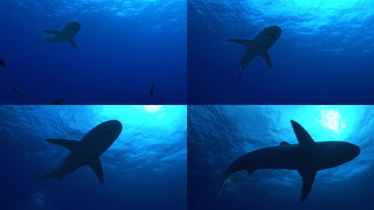 银鳍鲨，银鳍鲨，在海里游泳。来自太阳的光。