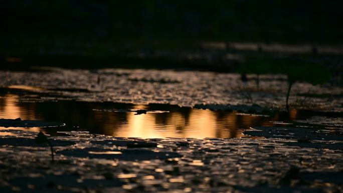 夕阳下的荷塘