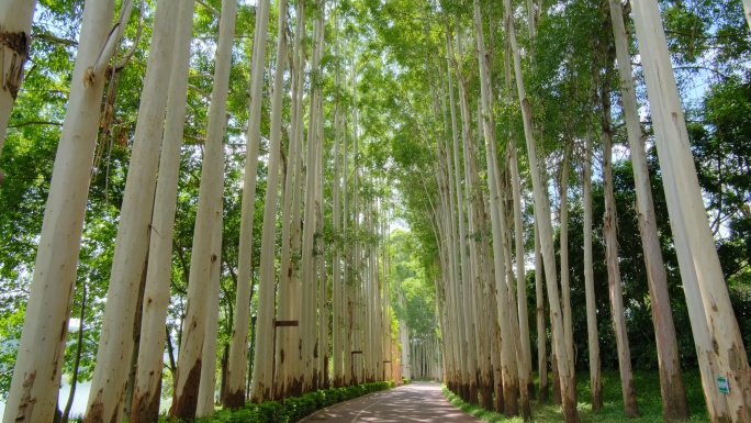 夏天阳光公园林荫大道校园小路