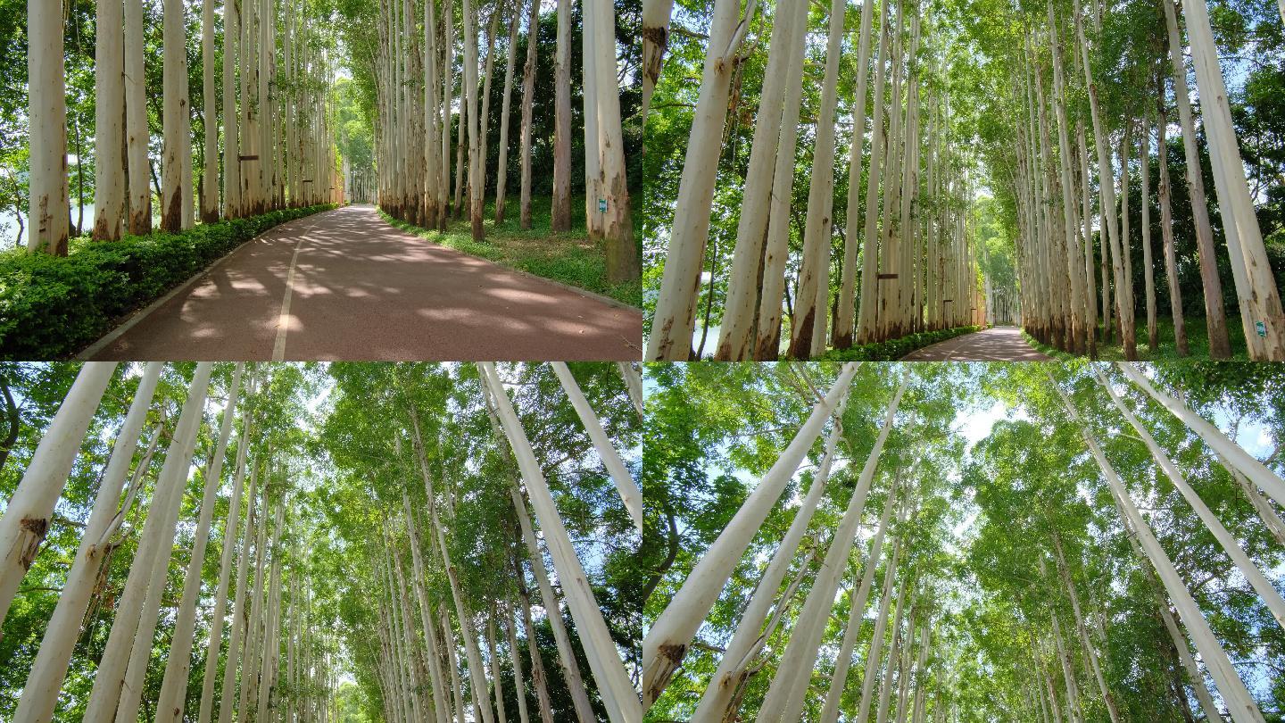 夏天阳光公园林荫大道校园小路