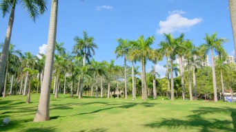 唯美夏天阳光高大的棕榈树林大王椰子树视频素材