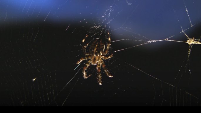 蜘蛛网中的蜘蛛