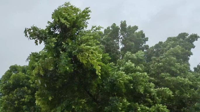 强风吹绿树台风吹树木风吹绿树摇摆风中的树