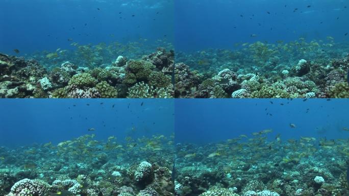 珊瑚礁上的黑斑鲷。