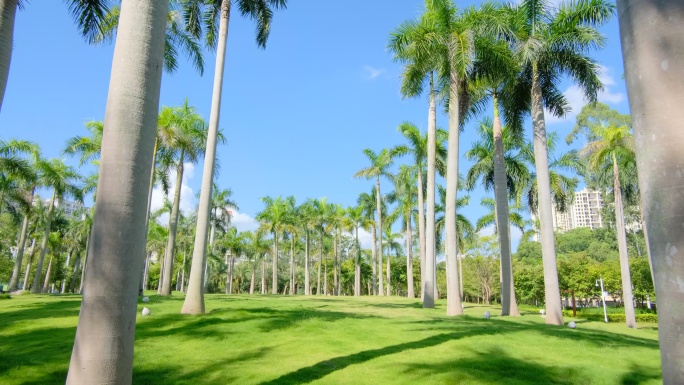 唯美夏天阳光高大的棕榈树林大王椰子树