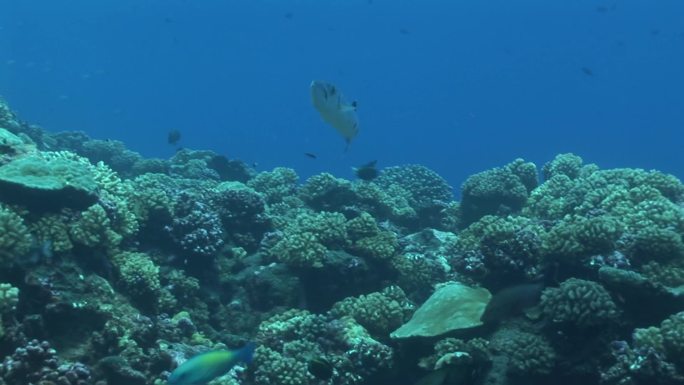 海洋中的珊瑚、各种鱼类和梭鱼