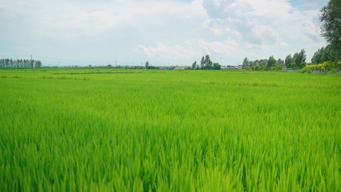 4k美丽的田野乡村景色美景稻田