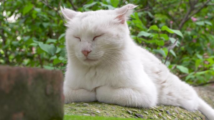 白猫趴在屋檐上睡觉休息乡村
