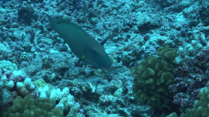 鹦鹉鱼，珊瑚礁上的鹦鹉鱼