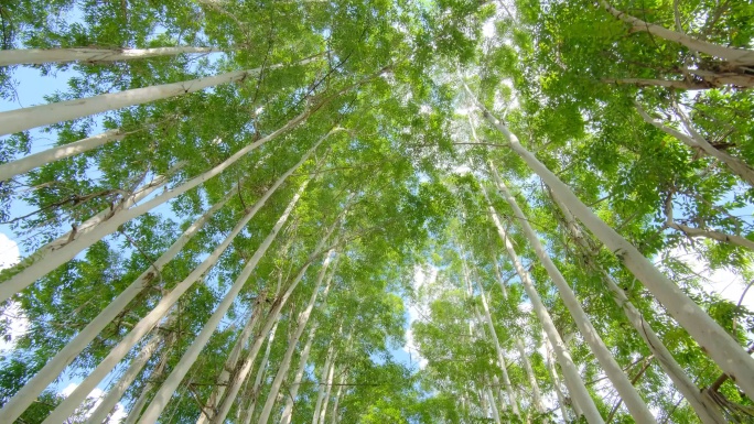 校园夏天阳光树荫树林森林桉树林速生桉