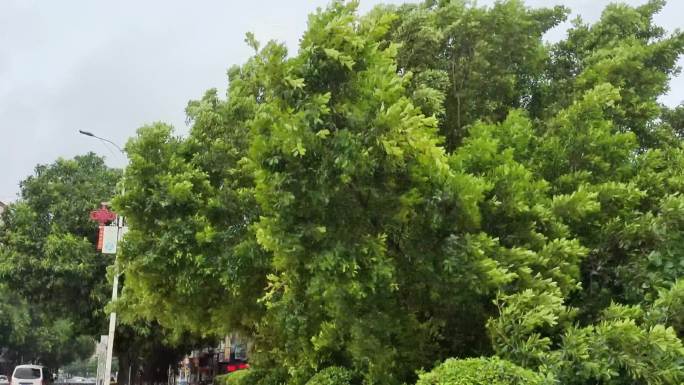 狂风强风吹绿树摇摆不定风雨中绿树暴风骤雨