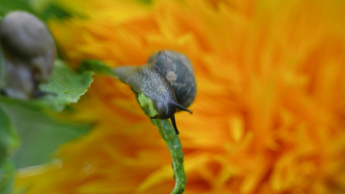 雨后蜗牛在吃绿叶觅食特写