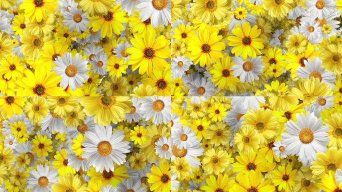 4K唯美的太阳花背景素材