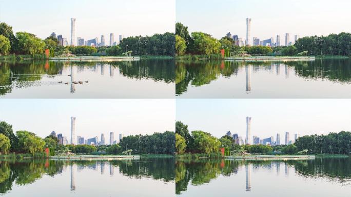 北京国贸CBD鸭子游过水面城市延时