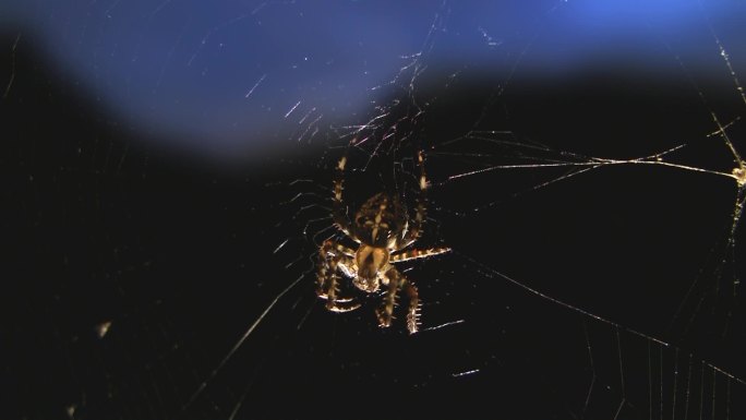 网中蜘蛛