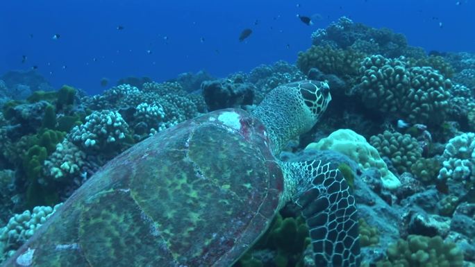 真的霍克斯比尔，玳瑁海龟，在珊瑚礁上游泳。