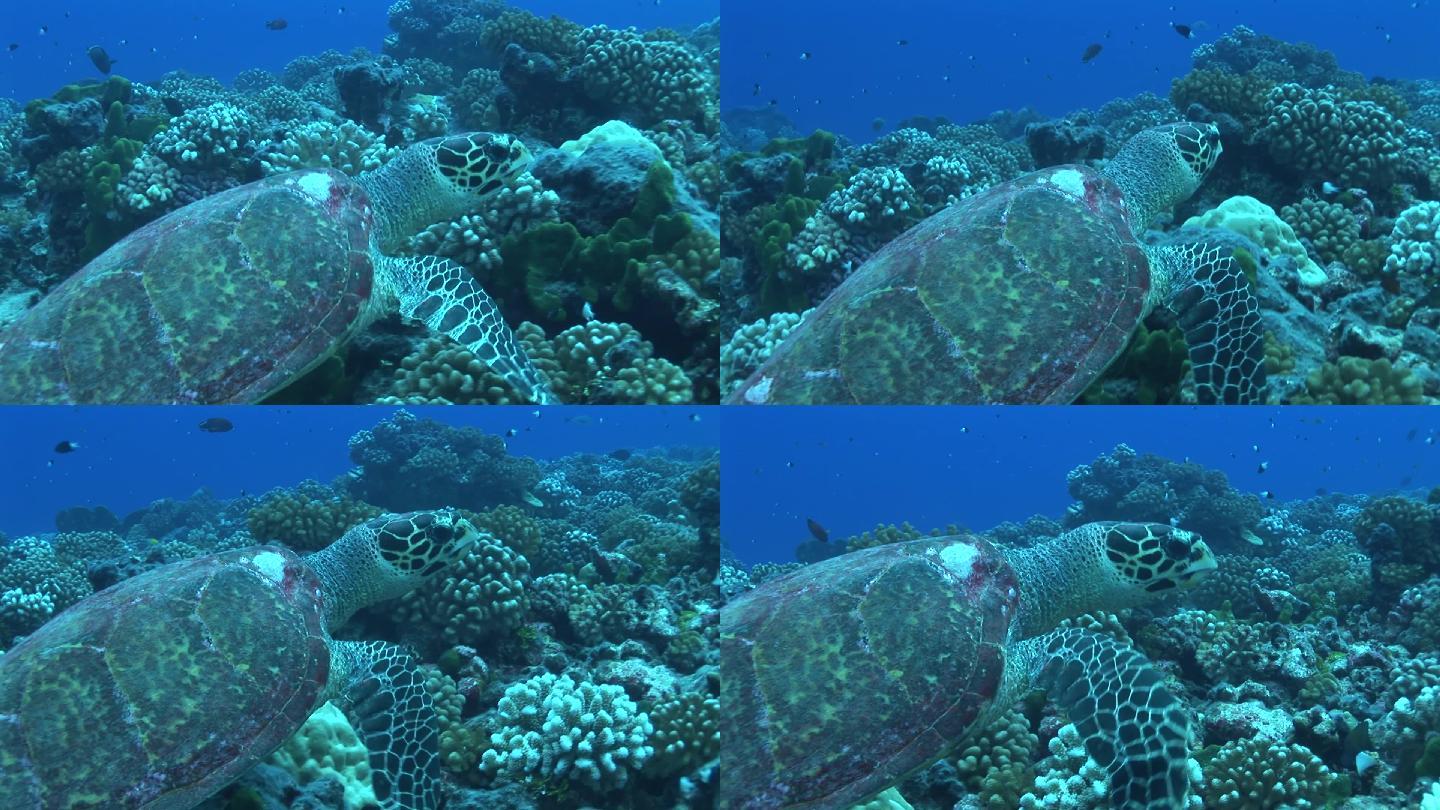 真的霍克斯比尔，玳瑁海龟，在珊瑚礁上游泳。