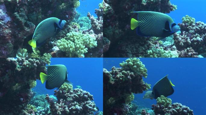 皇帝神仙鱼，波马坎萨斯皇帝，在珊瑚礁游泳