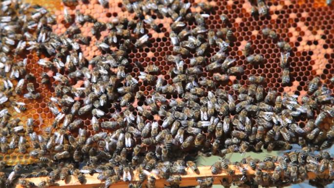 蜂巢中的蜜蜂靠蜂房