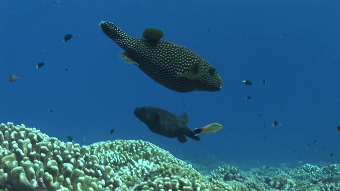 珊瑚礁上的松鸡河豚。