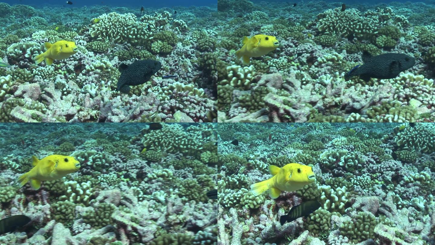 珊瑚礁上的黄色河豚鱼（四齿目）和珍珠鸡（海龙）。