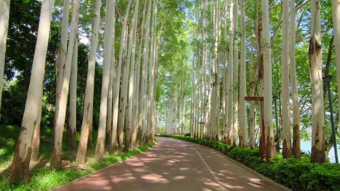 夏天阳光公园林荫大道校园小路跑道