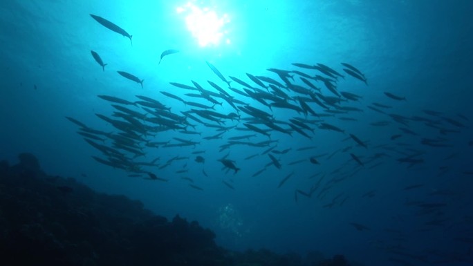 一群福斯特梭鱼（福斯雷纳梭鱼），大眼梭鱼，在阳光下，在海里。