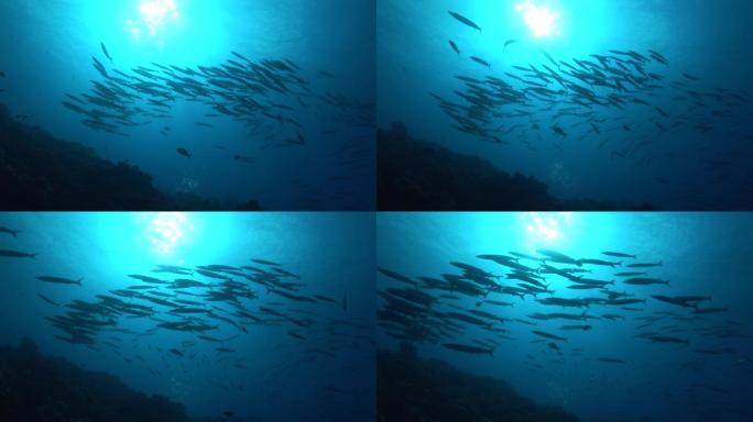 一群福斯特梭鱼（福斯雷纳梭鱼），大眼梭鱼，在阳光下，在海里。