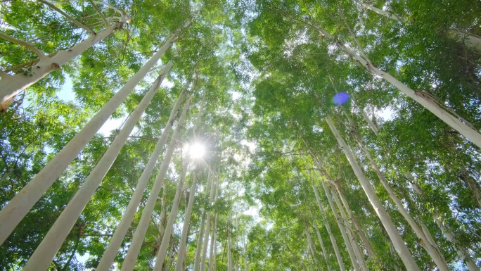 校园夏天阳光树荫桉树林速生桉