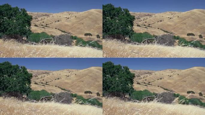 加利福尼亚州中部的丘陵上长着一棵高大的橡树和金黄色的草