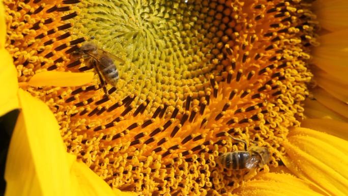 蜜蜂处于花的最佳从属地位。