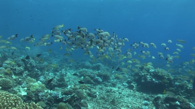 珊瑚礁上的黑斑鲷。