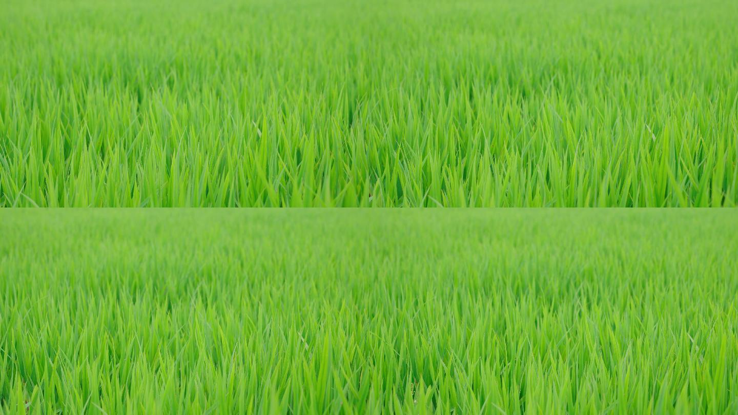 4k美丽的田野乡村景色美景稻田