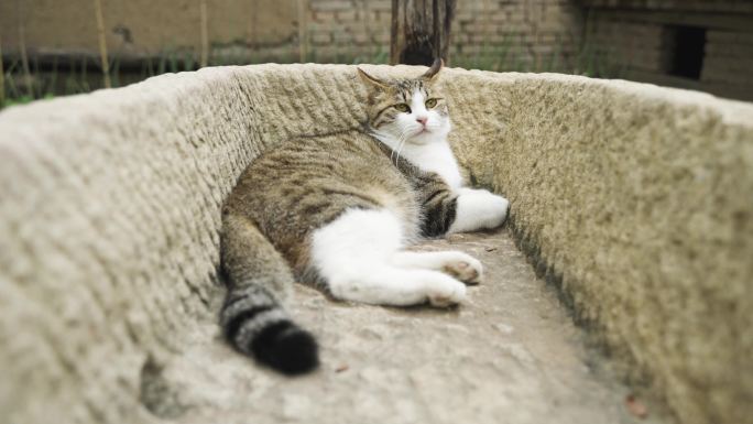 小猫躺在石槽农村场景简州猫