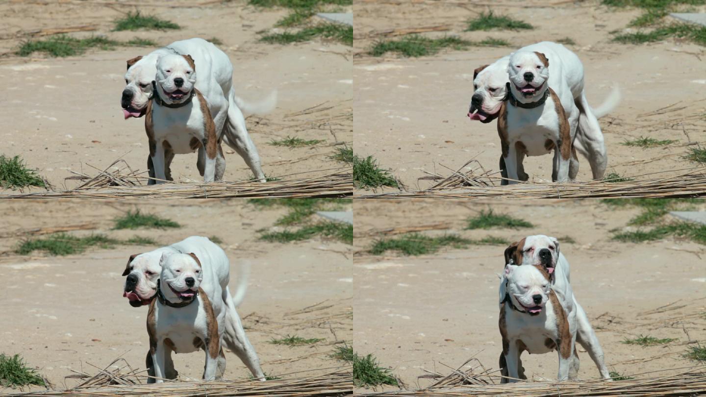 美国比特斗牛犬在海滩上交配