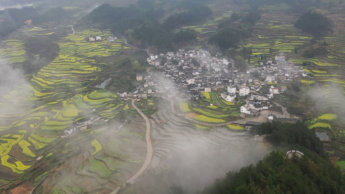 油菜花梯田云海