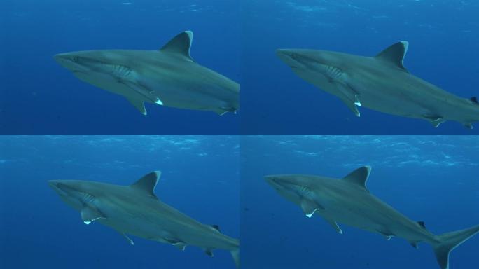 银鳍鲨，在海里游泳。