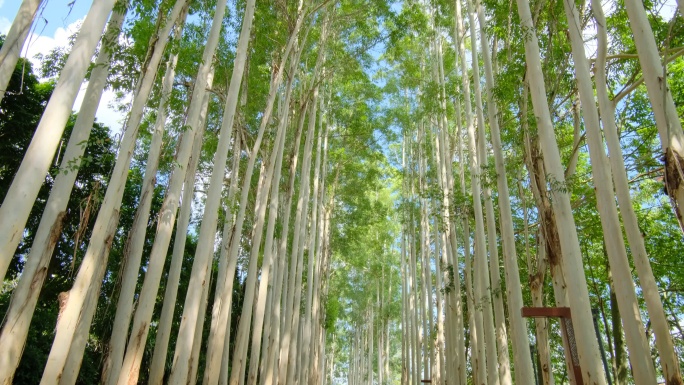 校园夏天阳光树荫桉树林速生桉