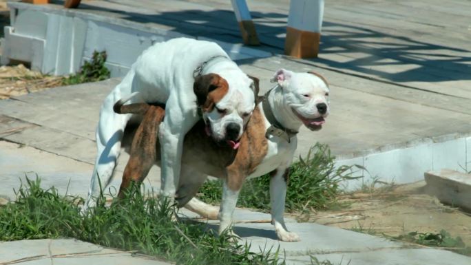 美国比特斗牛犬在海滩上交配