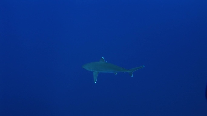 银鳍鲨，在海里游泳。