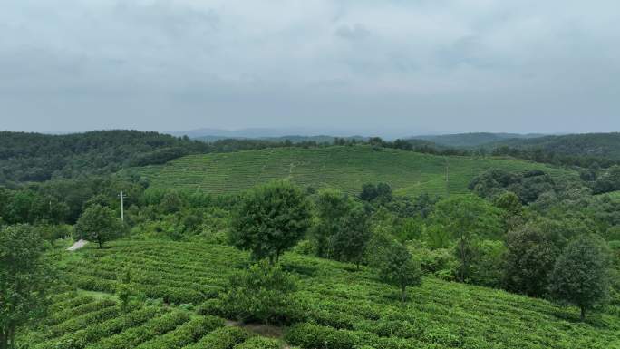 茶山  茶园