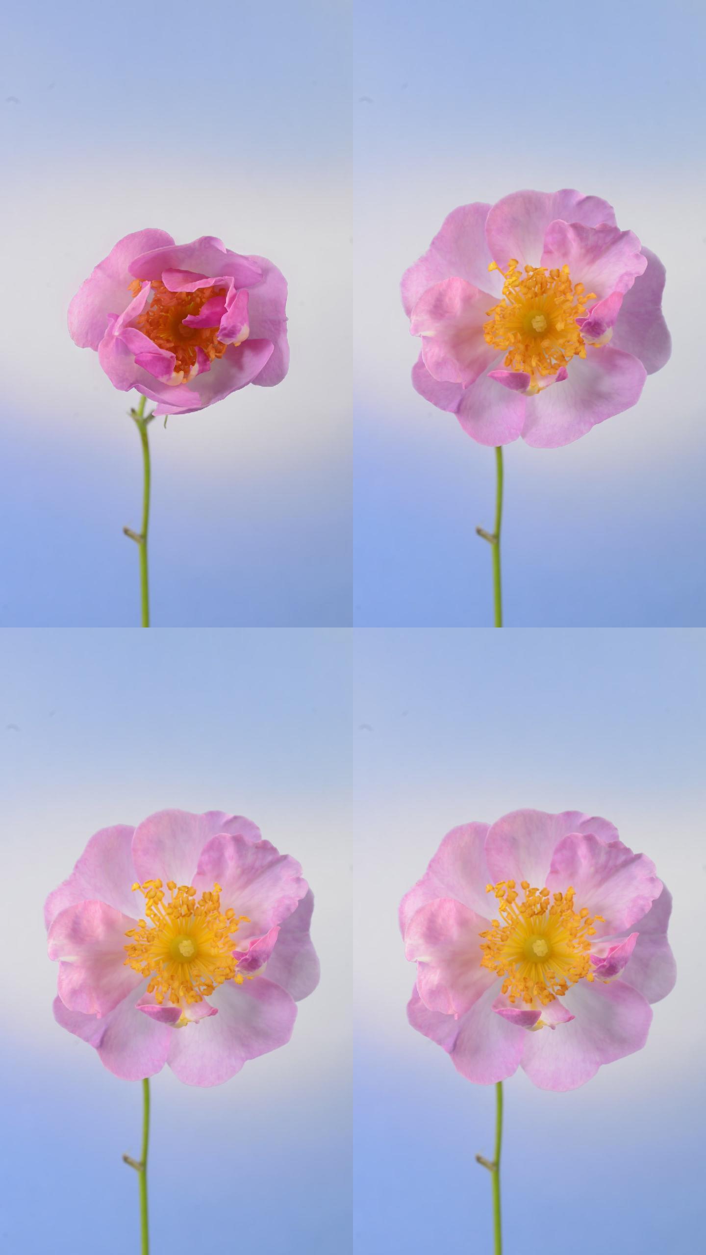 蔷薇花开延时素材竖画幅